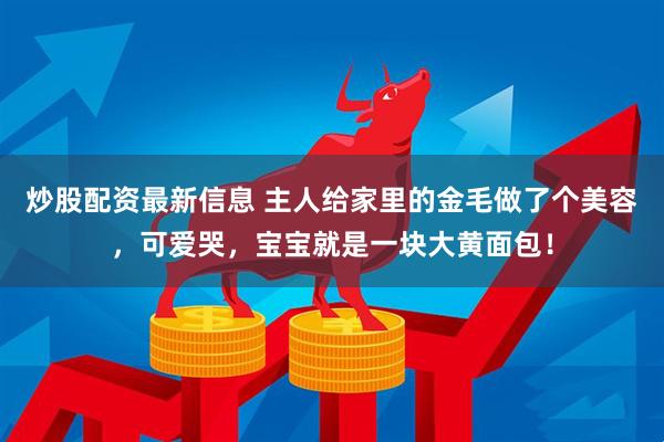 炒股配资最新信息 主人给家里的金毛做了个美容，可爱哭，宝宝就是一块大黄面包！
